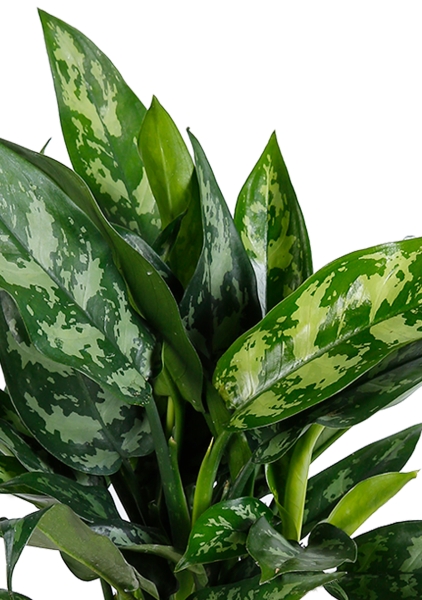 Аглаонема Мария в OJO