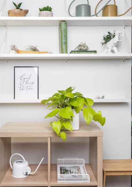 Сциндапсус Голден Потос в CUBE COLOR 16 Сциндапсус Голден Потос в CUBE COLOR 16