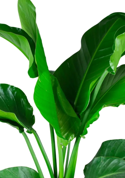 Стрелиция Николай 21/100 в QUADRO LS 28