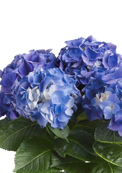 Гортензия Голубая в BALCONERA 50 Гортензия Голубая в BALCONERA 50