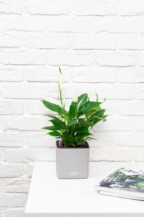 Спатифиллум 12/35 см