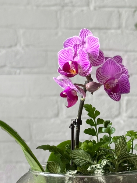 Флорариум с фиттонией