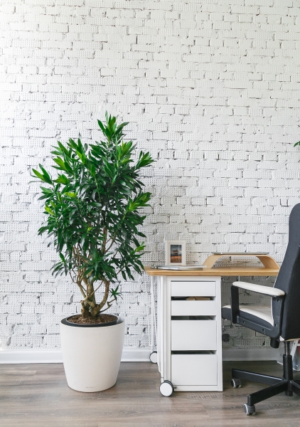 Драцена Песнь Ямайке 32/130 см