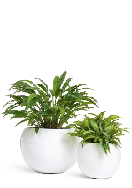 Кашпо TREEZ Effectory, Полусфера, Белый глянцевый лак