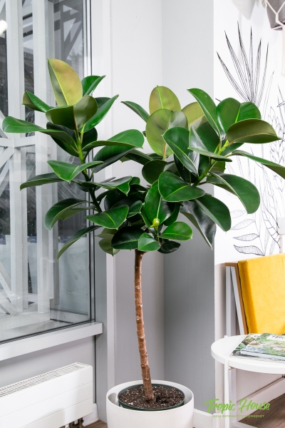 Фикус Эластика Робуста на штамбе 27/130 см Фикус Эластика Робуста на штамбе 27/130 см