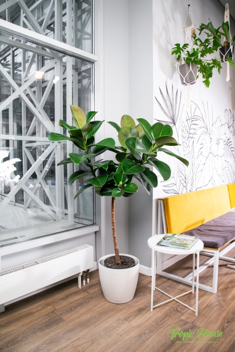 Фикус Эластика Робуста на штамбе в CLASSICO 35