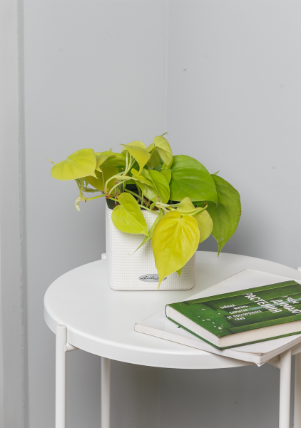 Сциндапсус Голден Потос в CUBE COLOR 14 Сциндапсус Голден Потос в CUBE COLOR 14