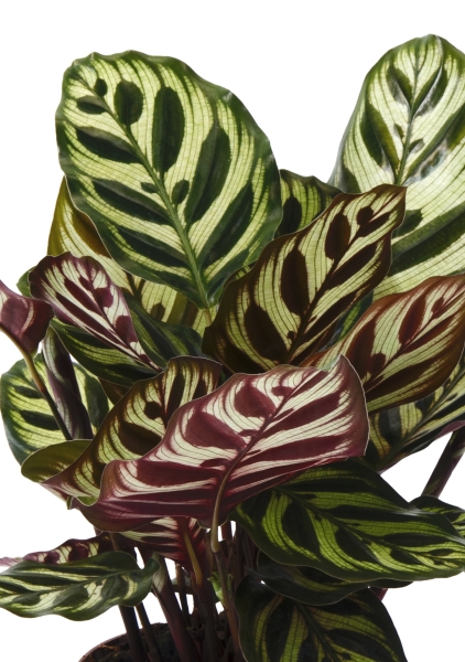 Калатея Макояна в CUBE GLOSSY KISS 14 Калатея Макояна в CUBE GLOSSY KISS 14