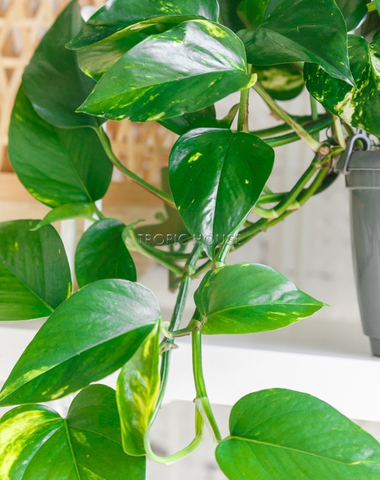 Сциндапсус Ауреум подвесной 15/40 см