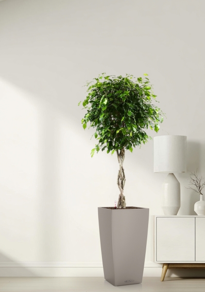 Фикус Бенджамина Экзотика переплетенный в CUBICO COLOR 30