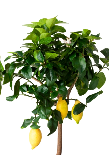 Цитрус Лимон 21/80 см в CLASSICO LS 28 Цитрус Лимон 21/80 см в CLASSICO LS 28