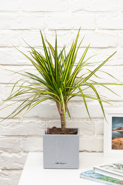 Драцена Маргината Санрей 12/40 см в CANTO STONE 14