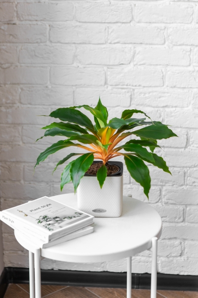 Хлорофитум Фаер Флеш в CUBE COLOR 14