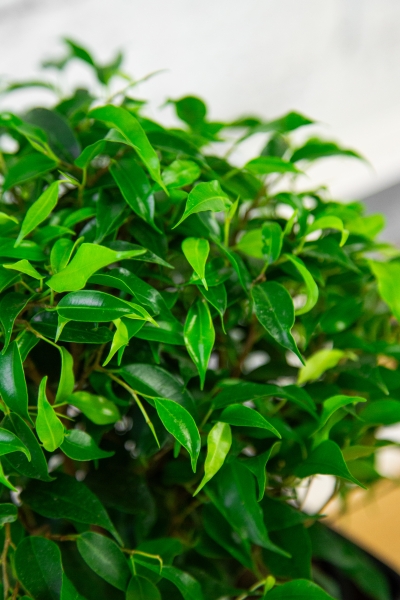 Фикус Бенджамина Грин Кинки 12/30 см