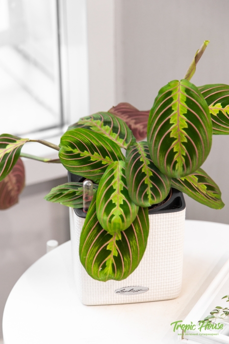 Маранта в CUBE 14