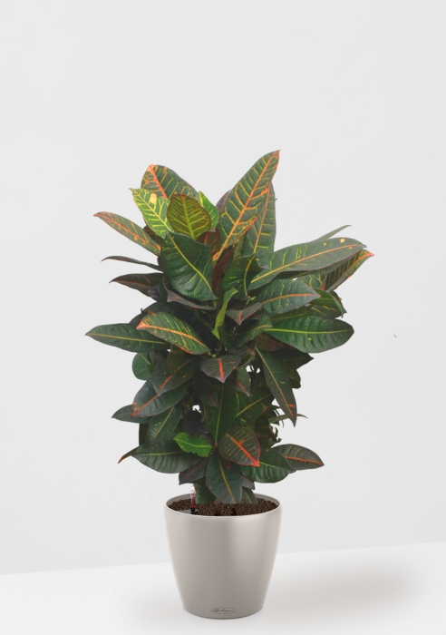 Кротон (Кодиеум) Петра 27/100 см в CLASSICO Color 35