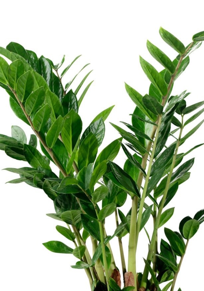 Замиокулькас в CUBE Glossy 16