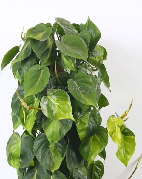 Филодендрон Бразил в CARARO 75