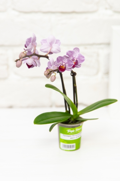 Орхидея Мини микс 5/30 см