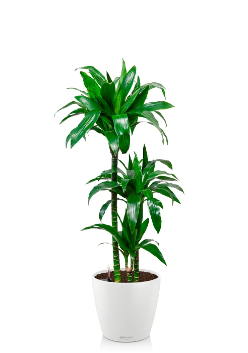 Драцена Джанет Крейг 3 ствола в CLASSICO COLOR 28, белый