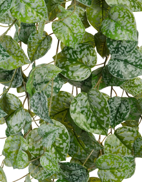 Сциндапсус Пиктус серебристо-зелёный