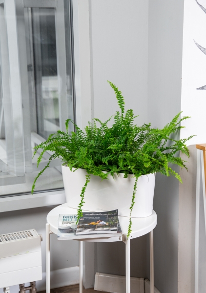 Нефролепис в DELTA 20