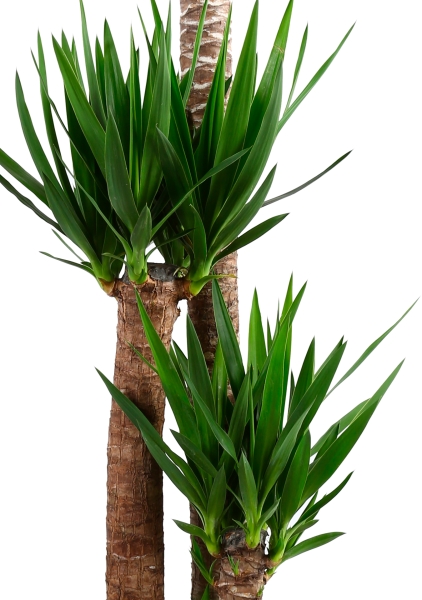 Юкка 4 ствола 32/170 см