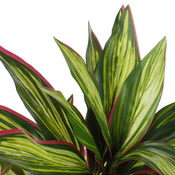 Дерево искусственное в кашпо "Драцена", H180 см