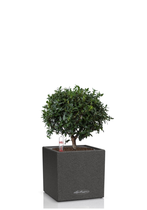 Мирт в CANTO STONE 14, графитовый черный