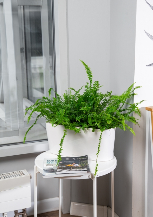 Нефролепис в DELTA 20