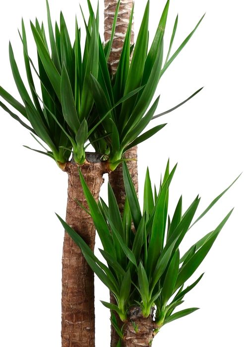 Юкка 4 ствола 32/170 см