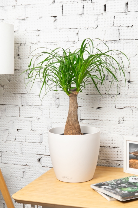 Нолина на стволе 21/70 см