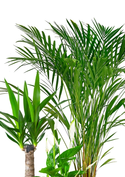 Набор для озеленения офиса № 3 (Спатифиллум, Юкка, Хризалидокарпус) Набор для озеленения офиса № 3 (Спатифиллум, Юкка, Хризалидокарпус)