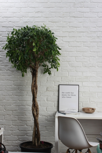 Фикус Нитида переплетенный 42/200 см в CLASSICO LS 50