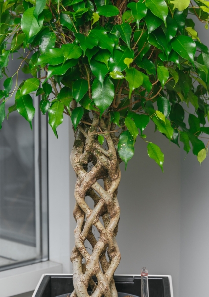 Фикус Бенджамина цилиндр 24/100 в CUBICO COLOR 30