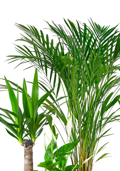 Набор для озеленения офиса № 3 (Спатифиллум, Юкка, Хризалидокарпус)