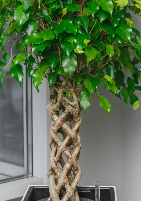 Фикус Бенджамина цилиндр 24/100 в CUBICO COLOR 30