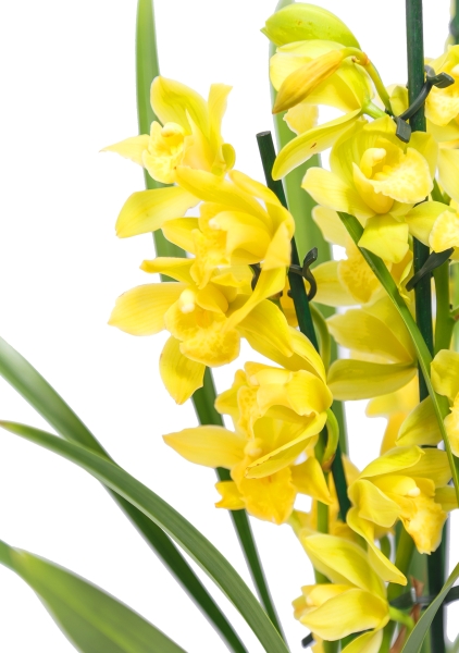 Орхидея Цимбидиум в CLASSICO LS 21