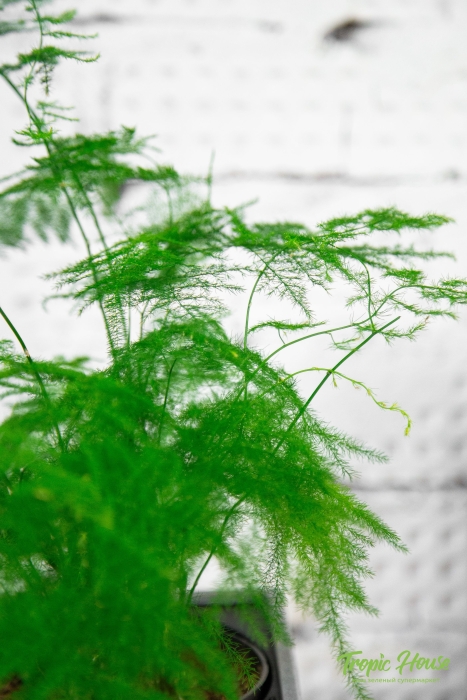 Аспарагус в CANTO STONE 14