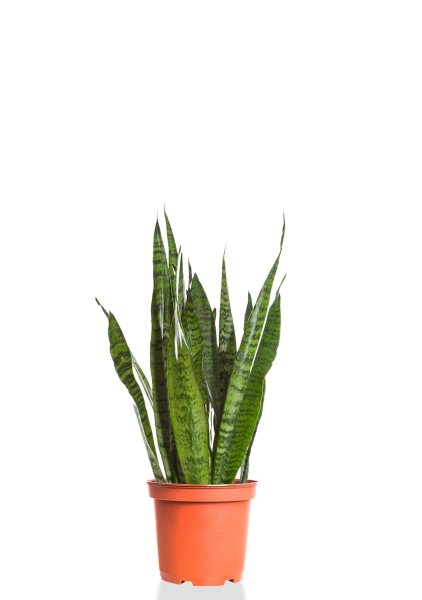 Сансевиерия Зейланика 12/40 см