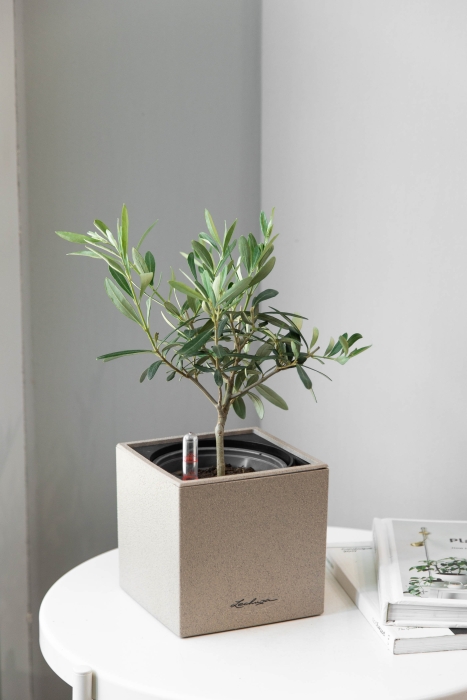 Олива в CANTO STONE 14