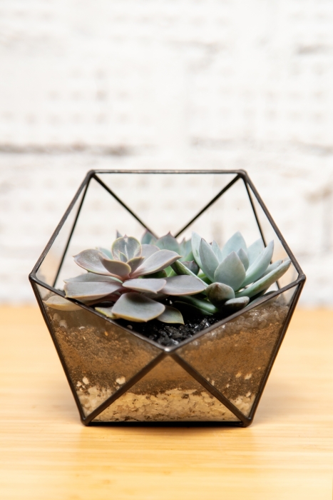 Флорариум - икосаэдр с суккулентами