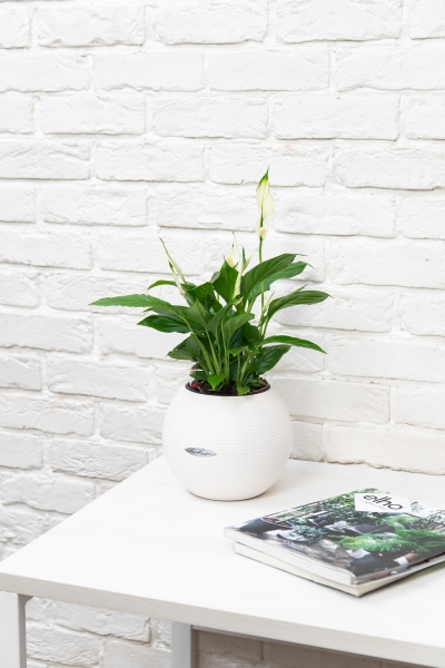 Спатифиллум 12/35 см в PURO 20