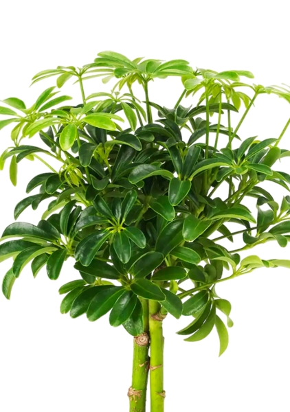 Шеффлера компакта на штамбе 12/40 см в PURO 20 Шеффлера компакта на штамбе 12/40 см в PURO 20