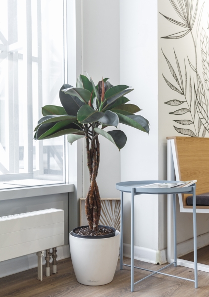 Фикус Эластика Бургунди переплетенный 24/100 см Фикус Эластика Бургунди переплетенный 24/100 см