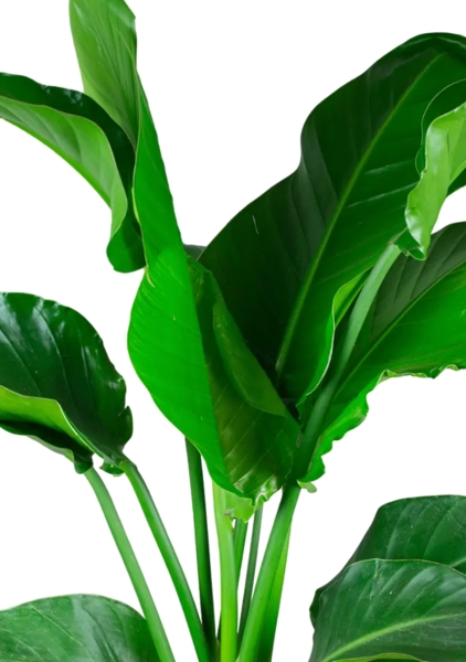 Стрелиция Николай 24/120 в CLASSICO LS 35 Стрелиция Николай 24/120 в CLASSICO LS 35