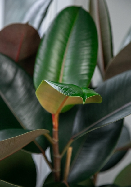 Фикус Эластика Абиджан 3 ствола 30/130 см Фикус Эластика Абиджан 3 ствола 30/130 см