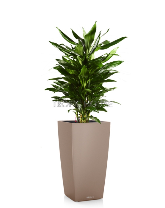 Драцена Джанет Линд СUBICO COLOR 30/130см Песочно-коричневый