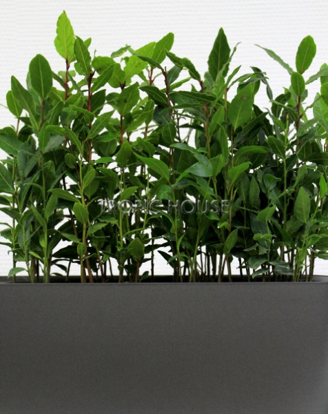 Лавр в DELTA 20