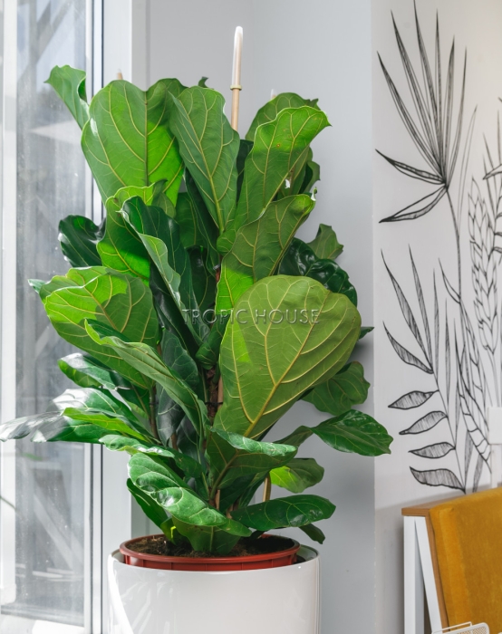 Фикус Лирата 3 ствола в RONDO 40